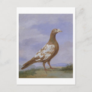 Red Pied Carrier Pigeon (oil on canvas) Postcard
