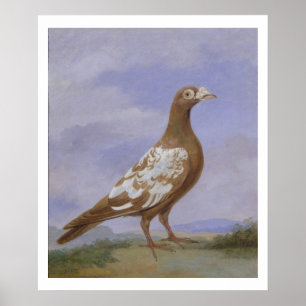 Red Pied Carrier Pigeon (oil on canvas) Poster