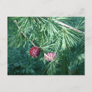 Red Pine Cones Postcard