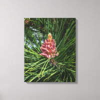 Red Pine Tree Pollen Cone (Pinus resinosa)