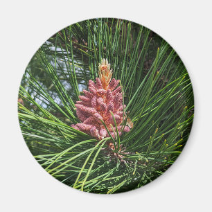 Red Pine Tree Pollen Cone (Pinus resinosa) Magnet
