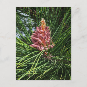 Red Pine Tree Pollen Cone (Pinus resinosa) Postcard