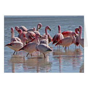Red Pink Flamingos in Water Greeting Card
