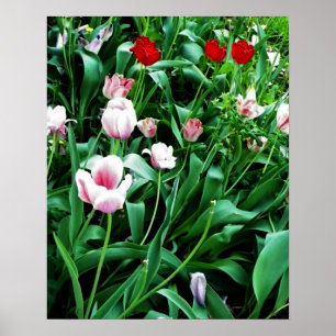 Red & Pink Tulips Picture Poster