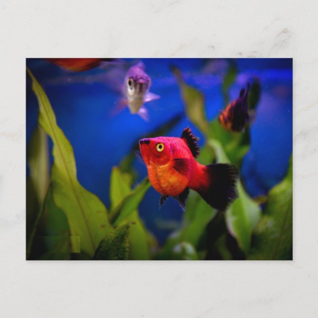 Red Platy Fish  Postcard (Front)