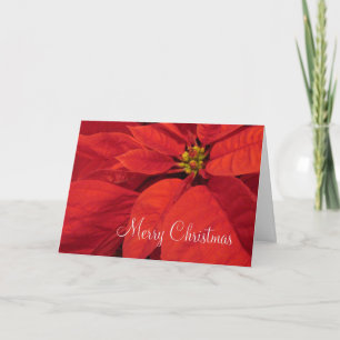 Red Poinsetta Christmas Card