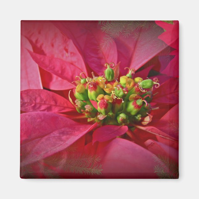 Red Poinsettia - Christmas Magnet (Front)