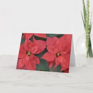 Red Poinsettia Detail (Euphorbia pulcherrima) Holiday Card