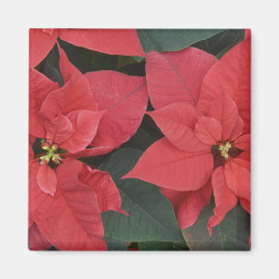 Red Poinsettia Detail (Euphorbia pulcherrima) Magnet
