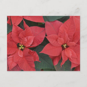 Red Poinsettia Detail (Euphorbia pulcherrima) Postcard