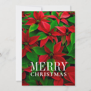 Red Poinsettia Flowers Holiday Card