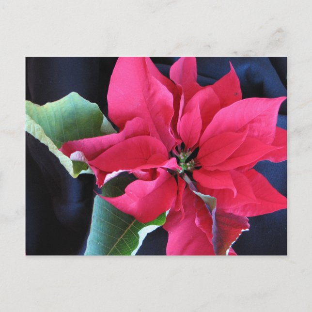 Red Poinsettia Postcard (Front)