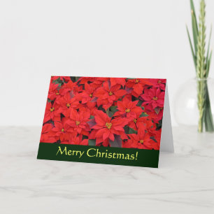 Red Poinsettias I Christmas Card (Blank Inside)