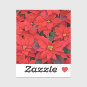 Red Poinsettias I Christmas Holiday Floral Photo
