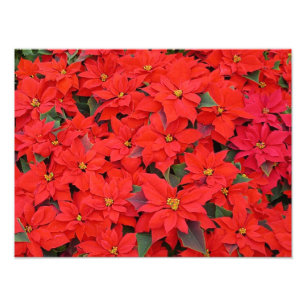Red Poinsettias I Christmas Holiday Floral Photo