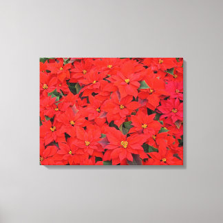 Red Poinsettias I Christmas Holiday Floral Photo Canvas Print