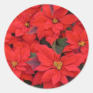 Red Poinsettias I Christmas Holiday Floral Photo Classic Round Sticker