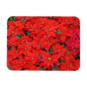 Red Poinsettias I Christmas Holiday Floral Photo Magnet