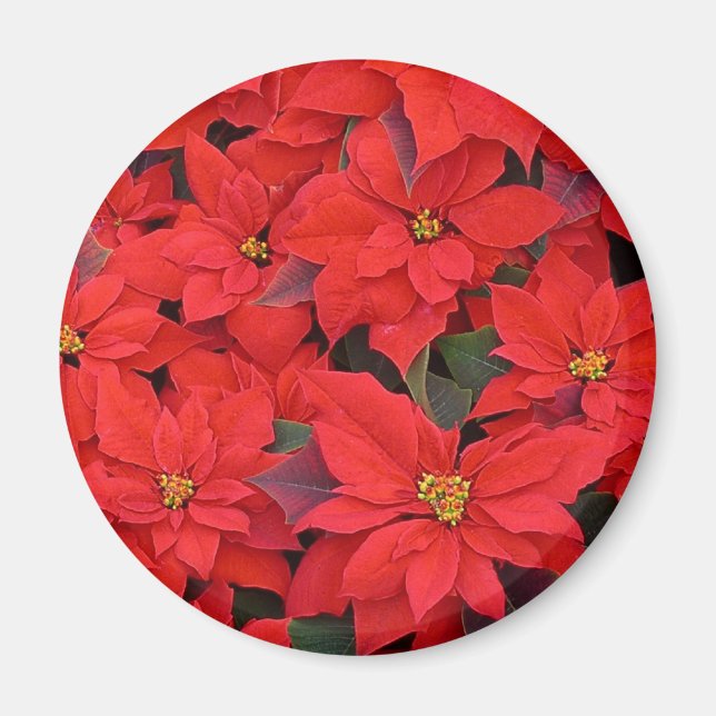 Red Poinsettias I Christmas Holiday Floral Photo Magnet (Front)