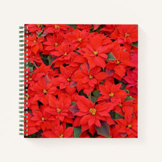 Red Poinsettias I Christmas Holiday Floral Photo Notebook