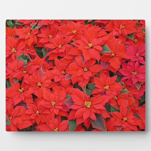 Red Poinsettias I Christmas Holiday Floral Photo Plaque (Front)