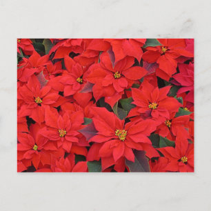 Red Poinsettias I Christmas Holiday Floral Photo Postcard