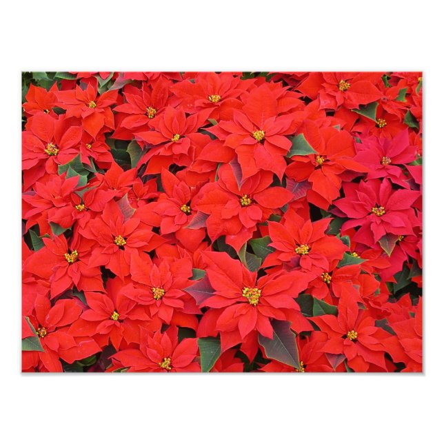 Red Poinsettias I Christmas Holiday Floral Photo Print (Front)
