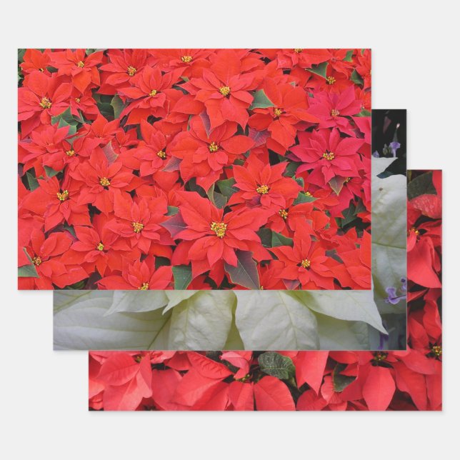 Red Poinsettias I Christmas Holiday Floral Photo Wrapping Paper Sheet (Set)