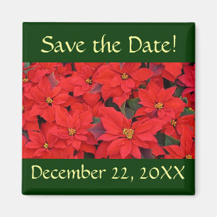 Red Poinsettias I Save the Date Magnet