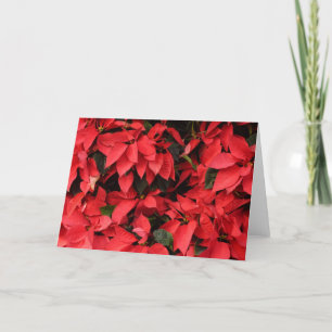 Red Poinsettias II Christmas Holiday Floral Card