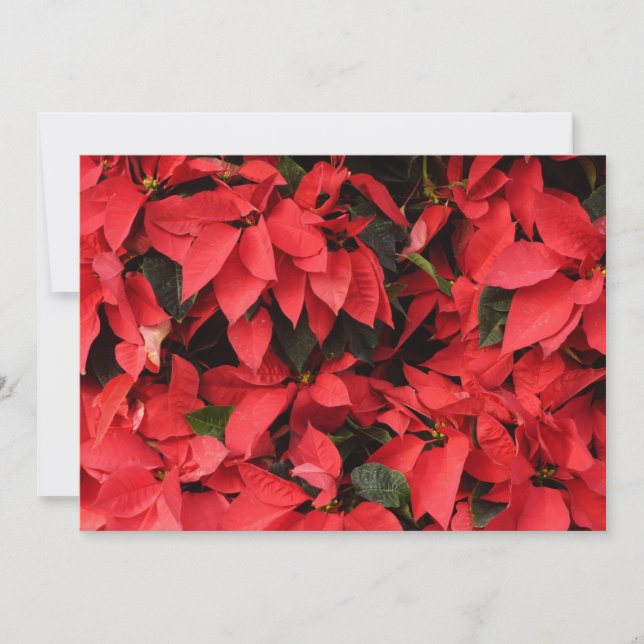 Red Poinsettias II Christmas Holiday Floral Card (Front)