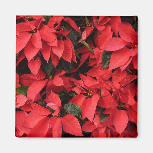 Red Poinsettias II Christmas Holiday Floral Magnet (Front)