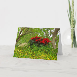 Red Poinsettias - Personalizable Holiday Card