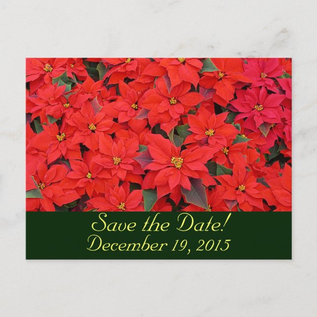 Red Poinsettias Save the Date Announcement Postcard (Front)