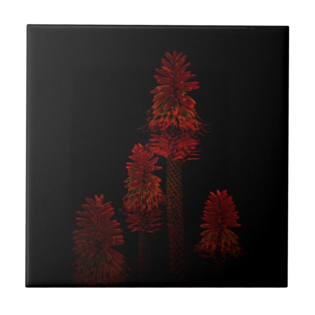 Red Poker Plants In Flower On Black, Tile (Front)