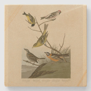 Red-poll Tanager Bunting Audubon Birds of America Stone Coaster