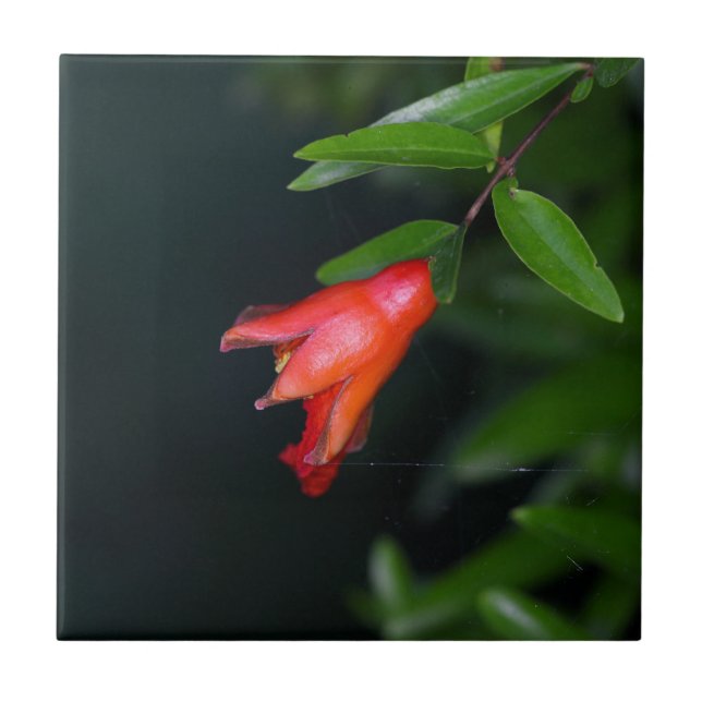 Red pomegranate flower (Punica granatum) on a tree Tile (Front)