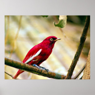 Red Pompadour Cotinga bird  Poster