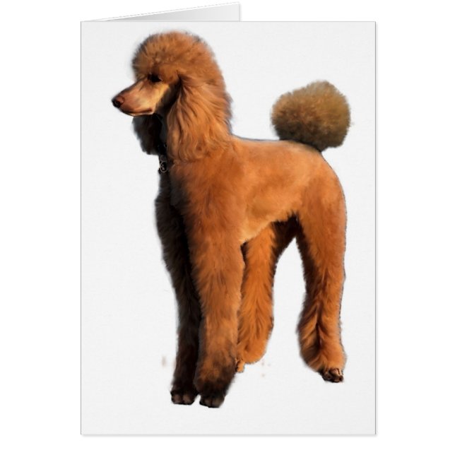 red poodle (Front)