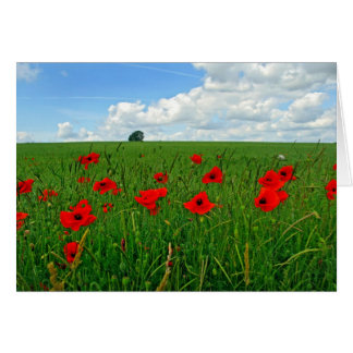 Red Poppies