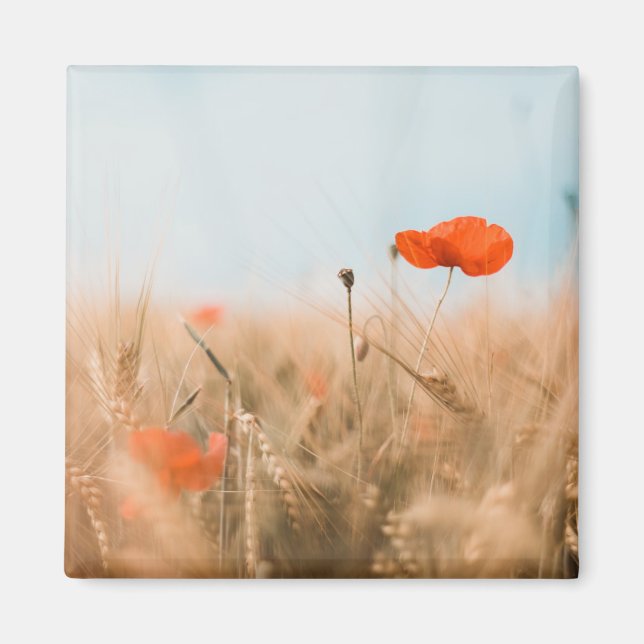 Red Poppies and Gold Barley Magnet (Front)