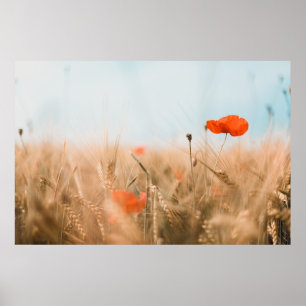 Red Poppies and Gold Barley Poster