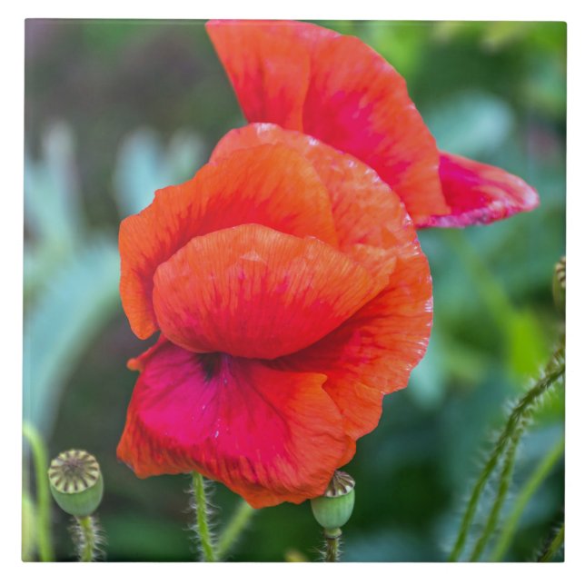 Red poppies ceramic tile (Front)