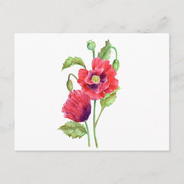 Red Poppies Floral Art Postcard (Front)