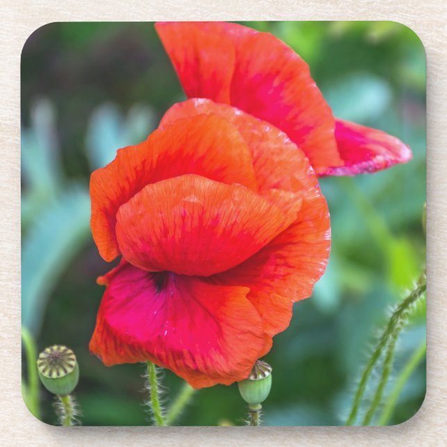 Red poppies hard plastic coasters (Front)