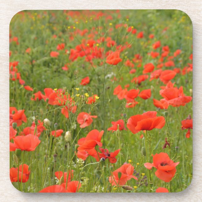 Red Poppies in the field Coaster (Front)