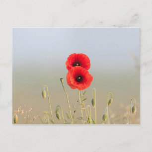 Red Poppies in the morning light Postcard
