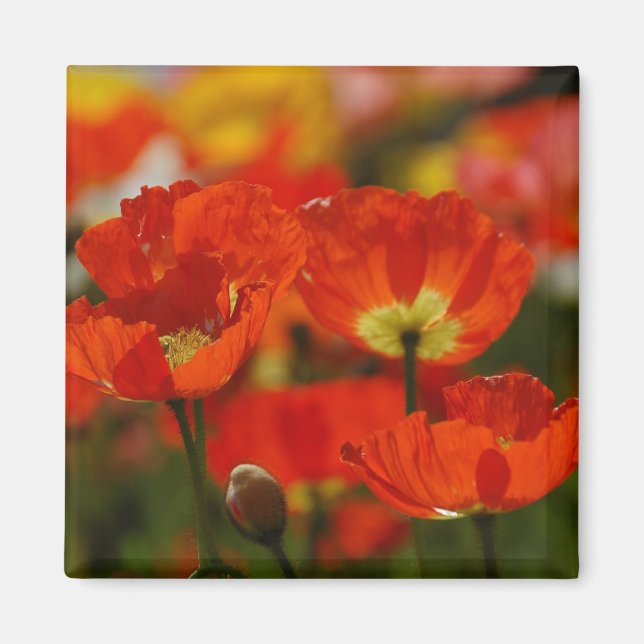 Red Poppies Magnet (Front)