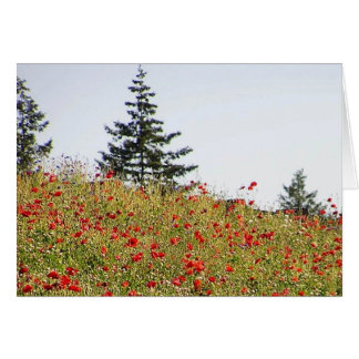 Red Poppies on a hillside card