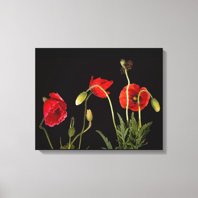 Red Poppies On Black Canvas Print (Front)